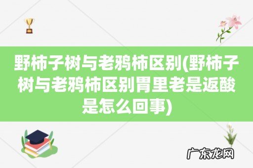 野柿子树与老鸦柿区别胃里老是返酸是怎么回事 野柿子树与老鸦柿区别