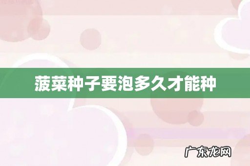 菠菜种子要泡多久才能种