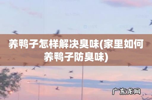 家里如何养鸭子防臭味 养鸭子怎样解决臭味