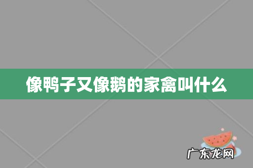 像鸭子又像鹅的家禽叫什么