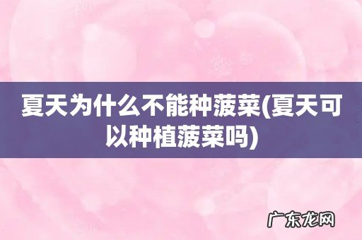 夏天可以种植菠菜吗 夏天为什么不能种菠菜