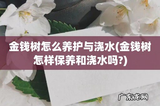金钱树怎样保养和浇水吗? 金钱树怎么养护与浇水