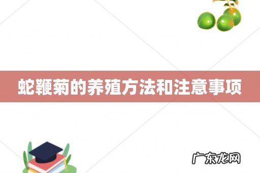 蛇鞭菊的养殖方法和注意事项