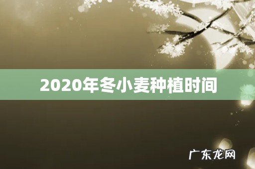 2020年冬小麦种植时间