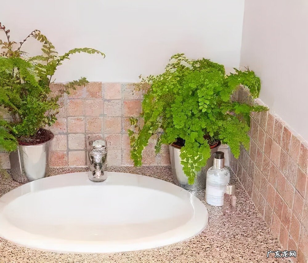 新房装修去味 新房装修除味植物