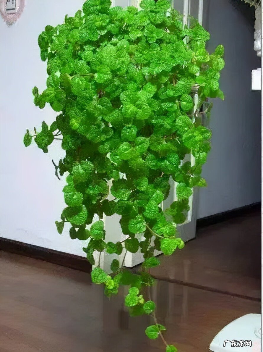 新房装修去味 新房装修除味植物