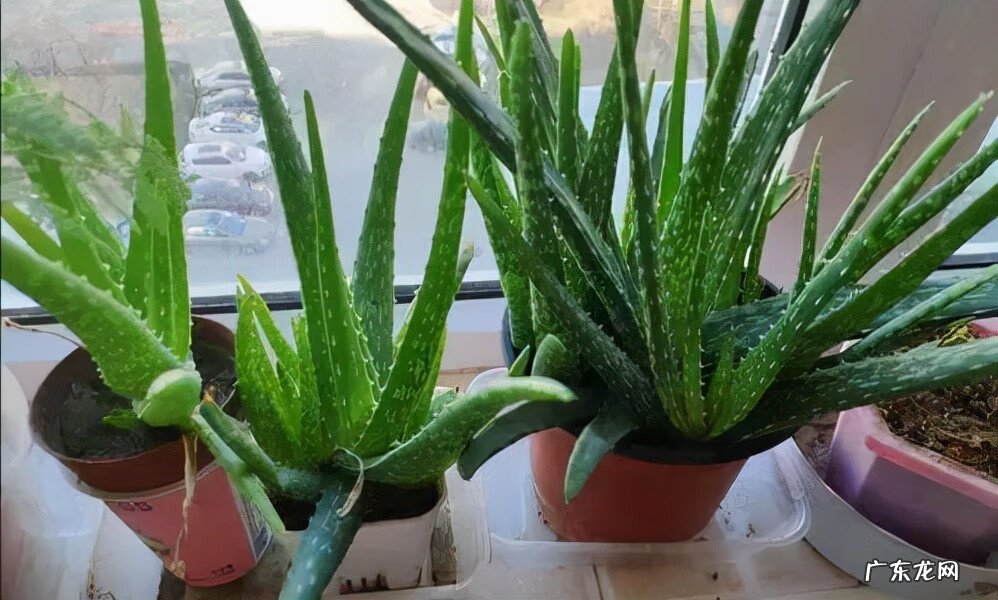 新房装修去味 新房装修除味植物