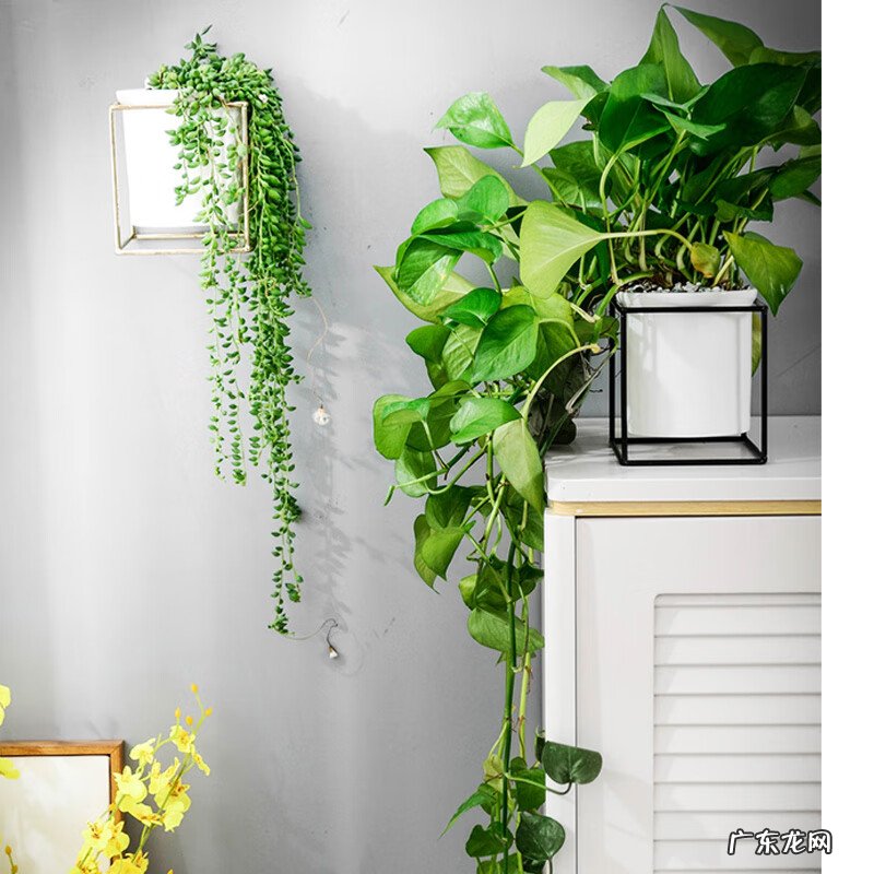 新房装修去味 新房装修除味植物