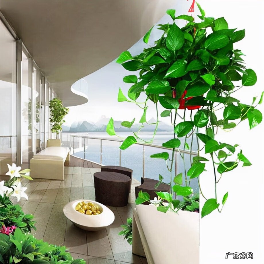 新房装修去味 新房装修除味植物