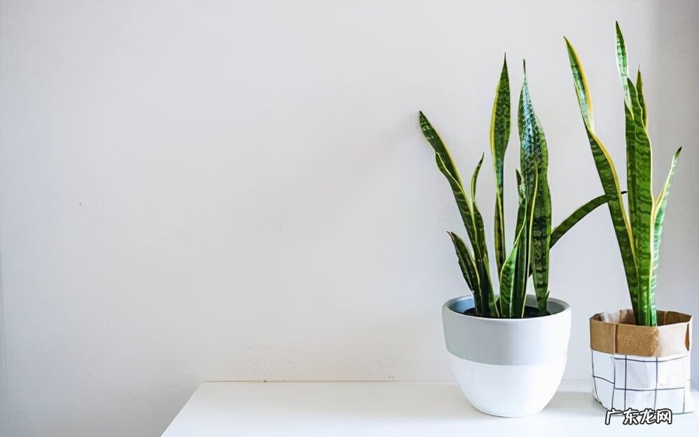 新房装修去味 新房装修除味植物