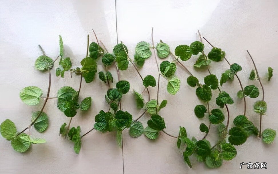 新房装修去味 新房装修除味植物