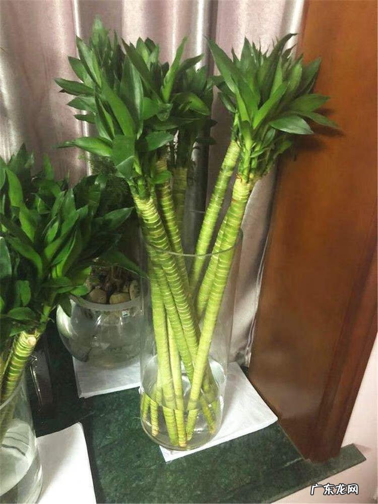 新房装修去味 新房装修除味植物