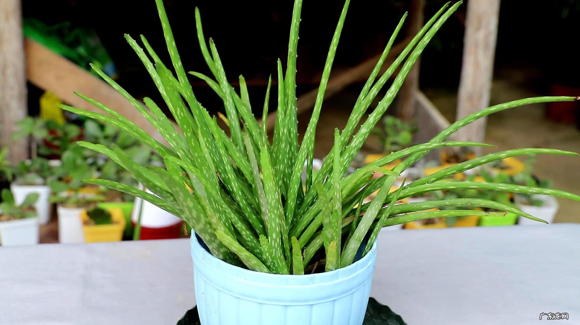 新房装修去味 新房装修除味植物