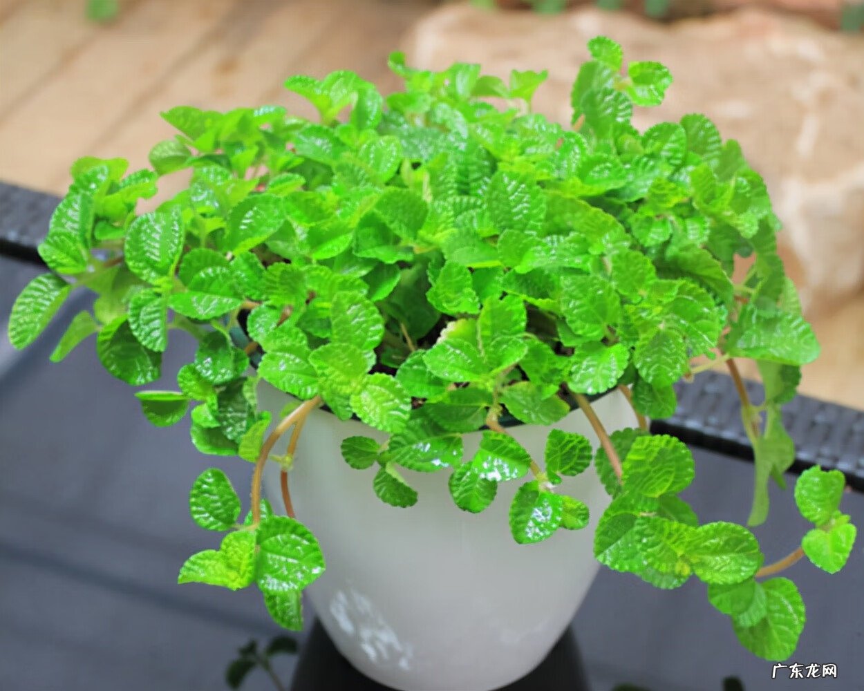 新房装修去味 新房装修除味植物