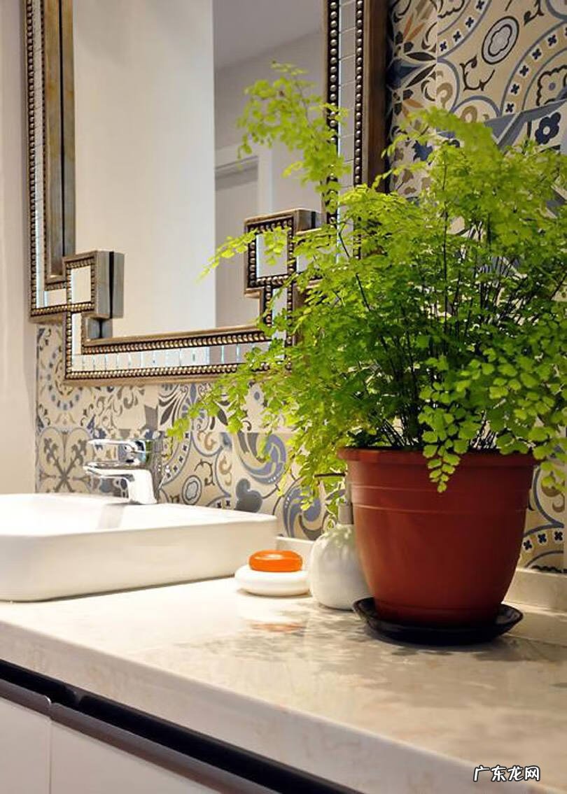 新房装修去味 新房装修除味植物