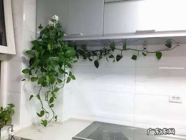 新房装修去味 新房装修除味植物