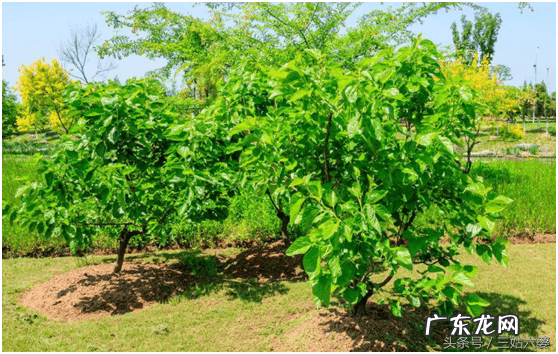 房子后面有梧桐树风水好不好 老宅梧桐树风水