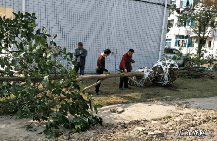 房子后面有梧桐树风水好不好 老宅梧桐树风水