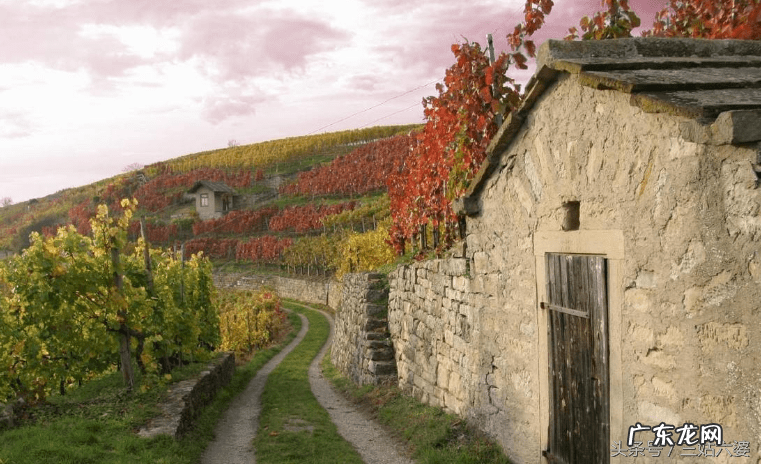 房子后面有梧桐树风水好不好 老宅梧桐树风水