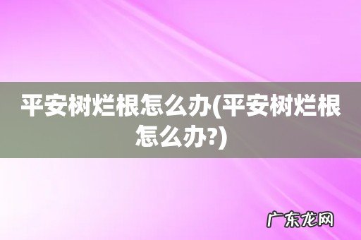 平安树烂根怎么办? 平安树烂根怎么办