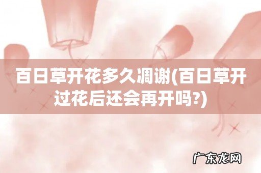 百日草开过花后还会再开吗? 百日草开花多久凋谢