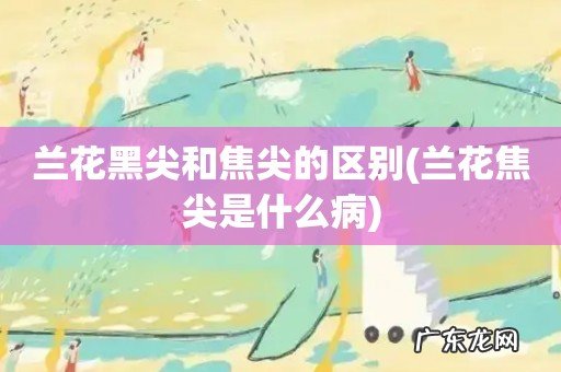 兰花焦尖是什么病 兰花黑尖和焦尖的区别