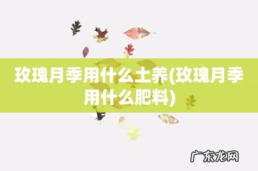 玫瑰月季用什么肥料 玫瑰月季用什么土养