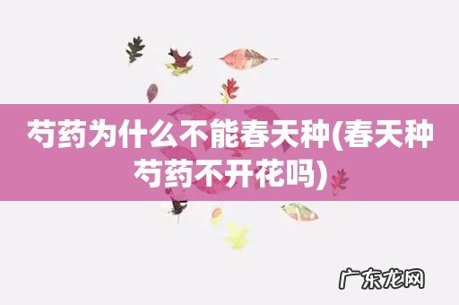 春天种芍药不开花吗 芍药为什么不能春天种