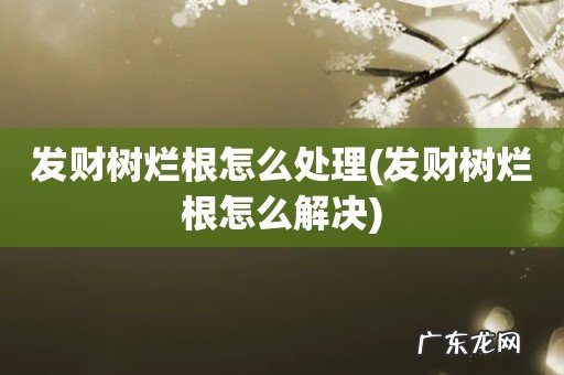 发财树烂根怎么解决 发财树烂根怎么处理