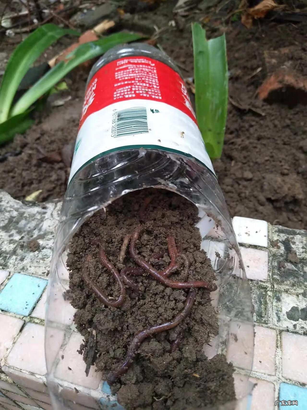 出一等大官的风水宝地 东江风水宝地钓鱼