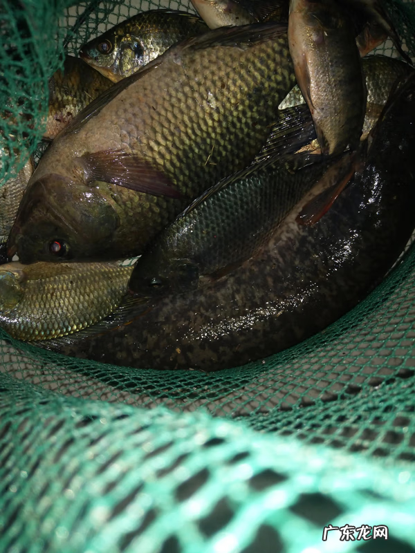 出一等大官的风水宝地 东江风水宝地钓鱼