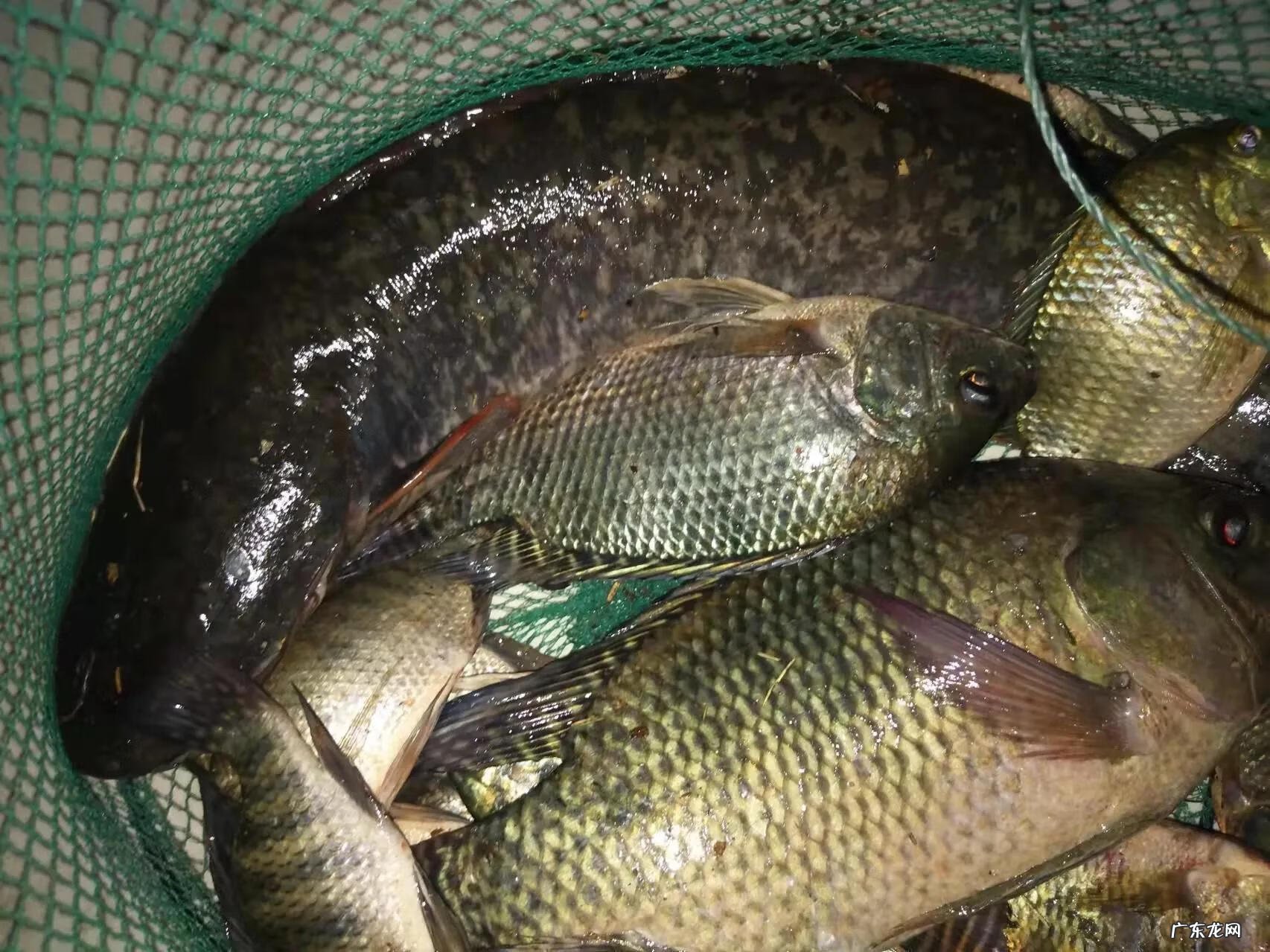 出一等大官的风水宝地 东江风水宝地钓鱼