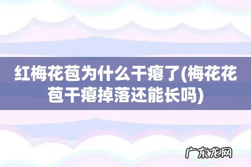 梅花花苞干瘪掉落还能长吗 红梅花苞为什么干瘪了