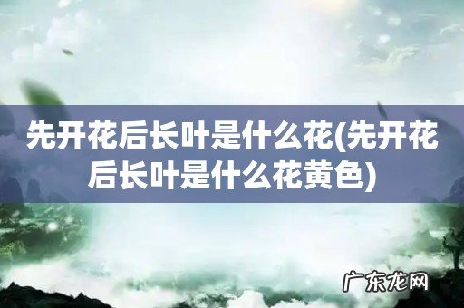 先开花后长叶是什么花黄色 先开花后长叶是什么花