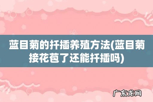 蓝目菊接花苞了还能扦插吗 蓝目菊的扦插养殖方法