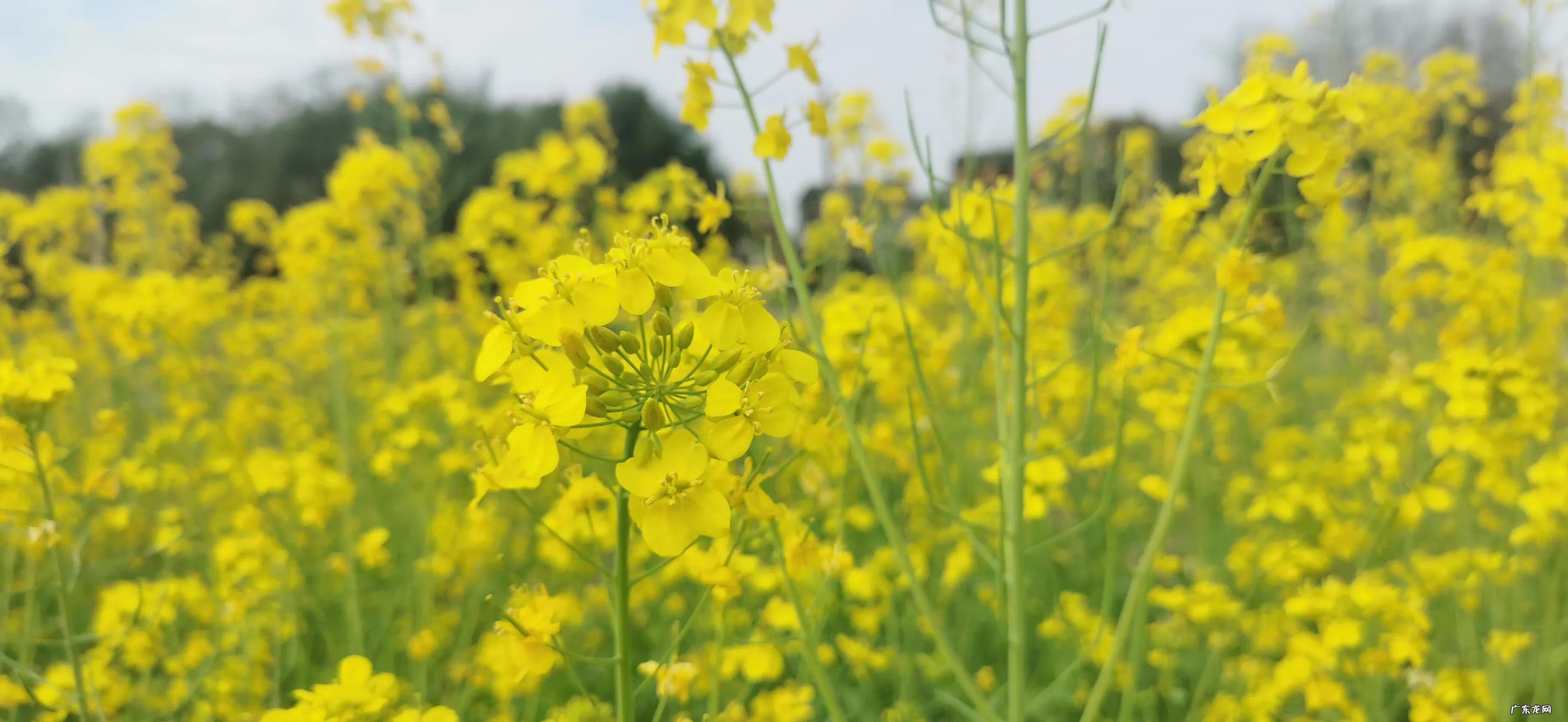 作家写的 关于花的文章(关于花的文章精选)