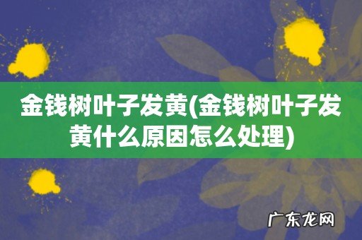 金钱树叶子发黄什么原因怎么处理 金钱树叶子发黄