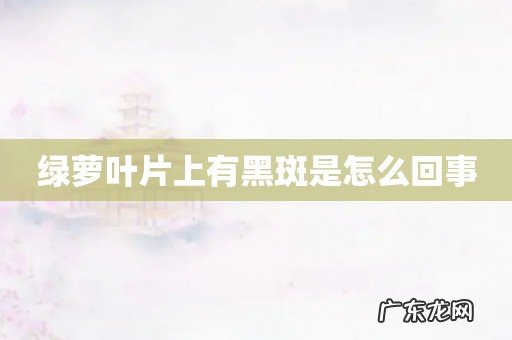 绿萝叶片上有黑斑是怎么回事