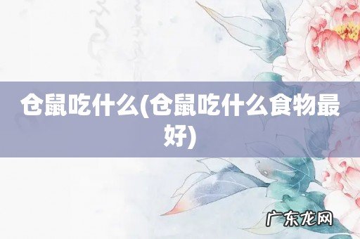 仓鼠吃什么食物最好 仓鼠吃什么