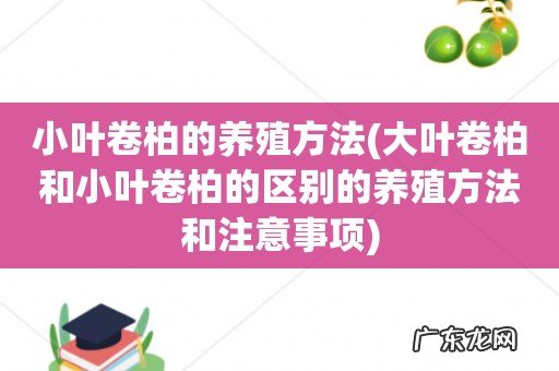 大叶卷柏和小叶卷柏的区别的养殖方法和注意事项 小叶卷柏的养殖方法
