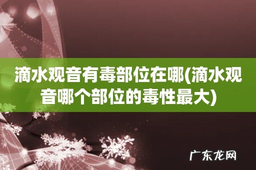 滴水观音哪个部位的毒性最大 滴水观音有毒部位在哪