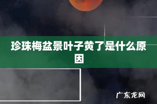 珍珠梅盆景叶子黄了是什么原因