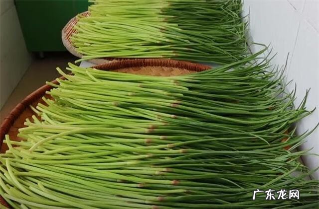 蒜苔如何腌制 腌制蒜苔的制作方法