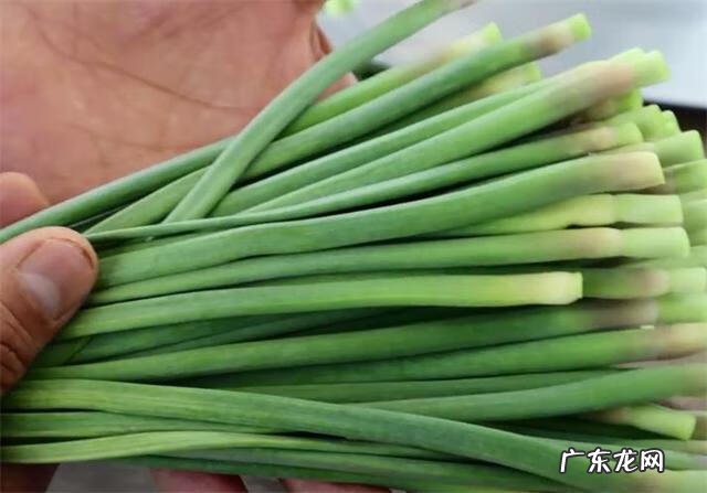 蒜苔如何腌制 腌制蒜苔的制作方法