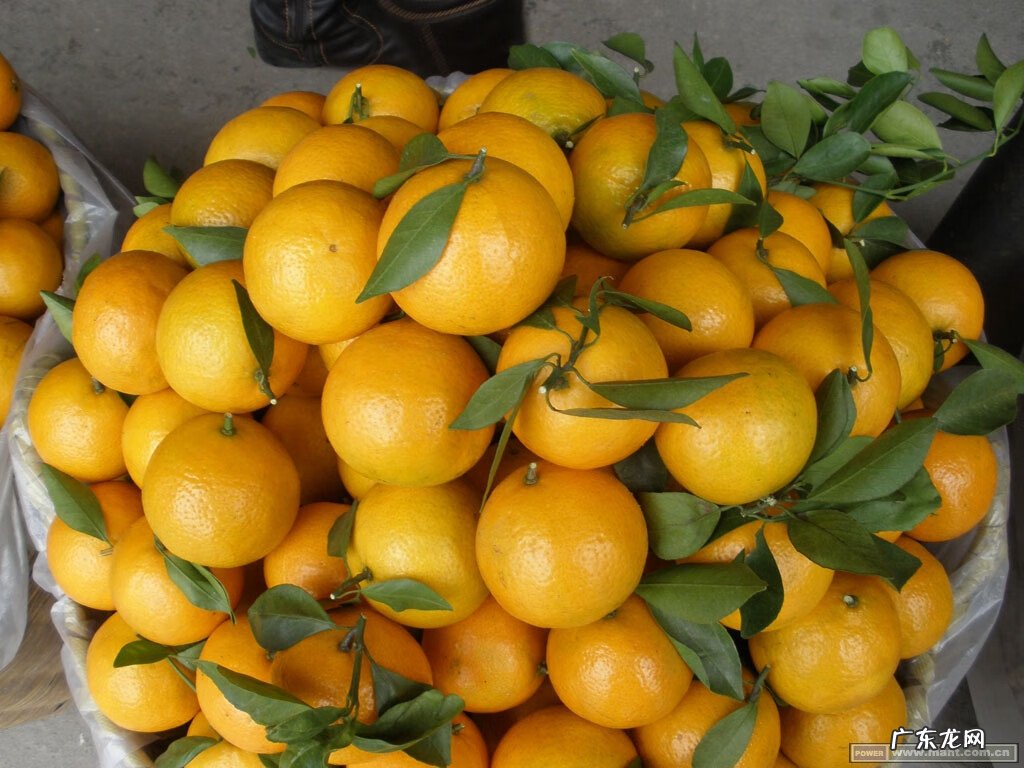 油柑的营养价值 芦柑的营养价值?