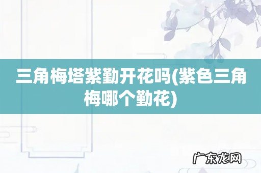 紫色三角梅哪个勤花 三角梅塔紫勤开花吗