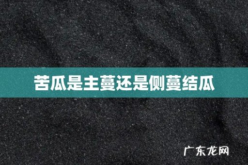 苦瓜是主蔓还是侧蔓结瓜