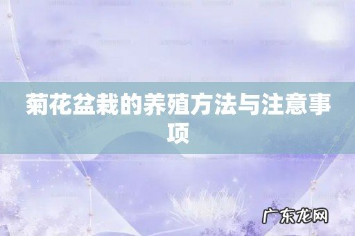 菊花盆栽的养殖方法与注意事项