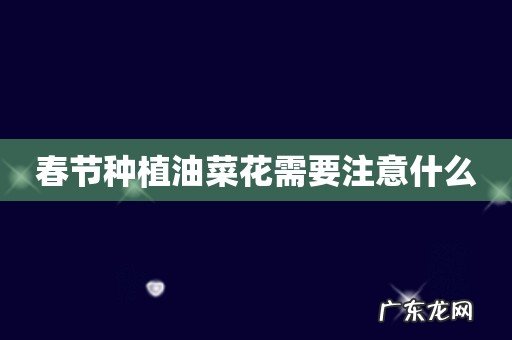 春节种植油菜花需要注意什么