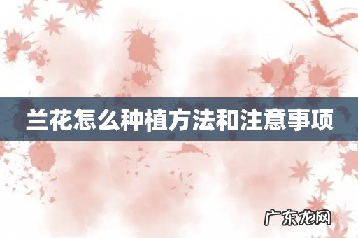 兰花怎么种植方法和注意事项